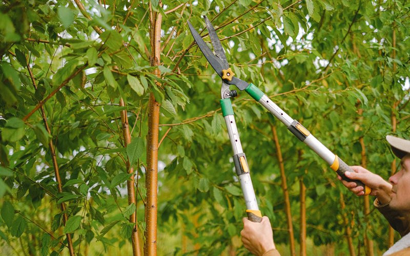Tree trimming in Ridgeway, IA