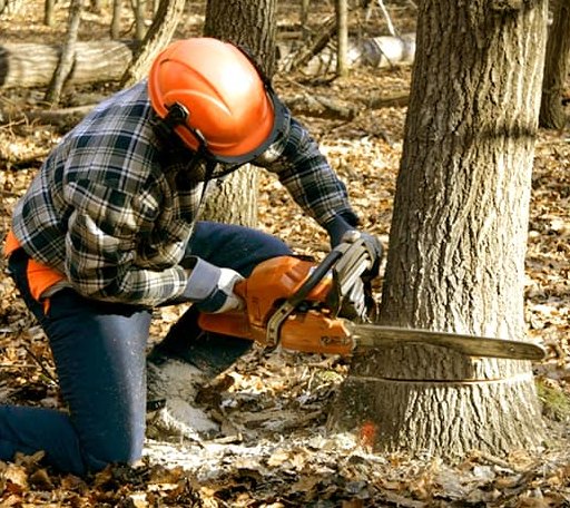 Tree Removal in Ridgeway, IA